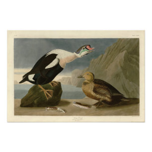 Foto Los pájaros de América del Rey Pato (Rey Eider) Au