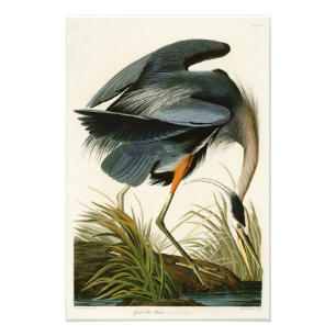 Foto Los pájaros de Juan Audubon de la garza de gran