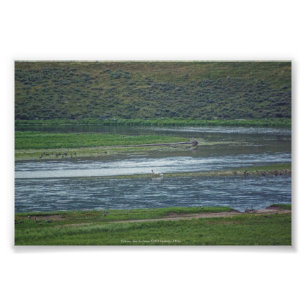 Foto Los pelícanos se unen a los ganeses