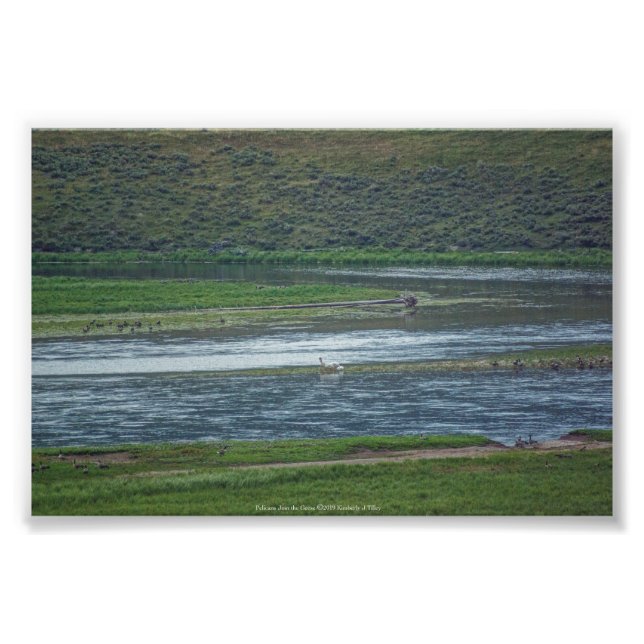 Foto Los pelícanos se unen a los ganeses (Frente)