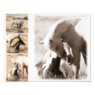 Foto Los potros serán potros - collage del mustango