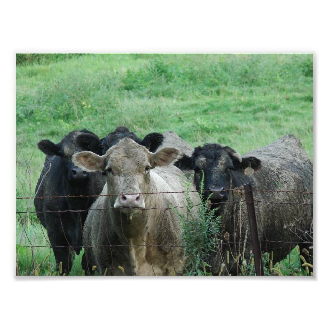 Foto Los Steers (Frente)