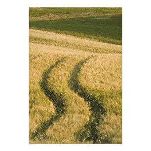 Foto Los tractores atraviesan trigo, Toscana, Italia