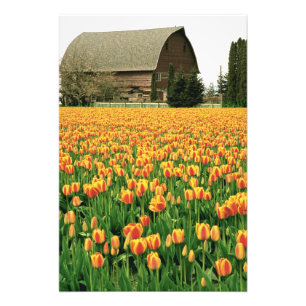 Foto Los tulipanes de primavera florecen frente al viej