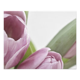 Foto Los tulipanes florecen