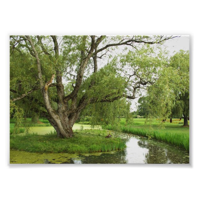 Foto Los verdes de magnífico pre (Frente)