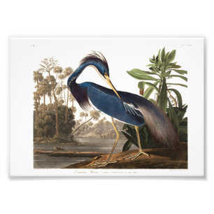 Foto Louisiana Heron from Birds of America (1827)