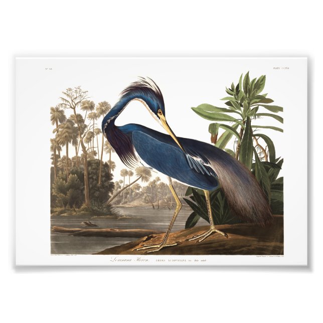 Foto Louisiana Heron from Birds of America (1827) (Frente)