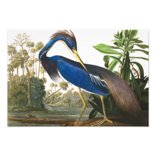 Foto Louisiana Heron por John James Audubon