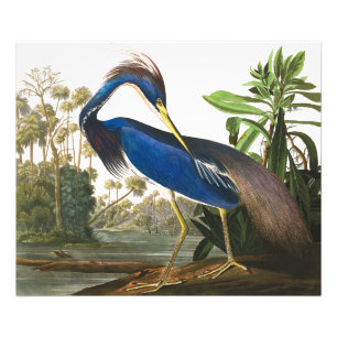 Foto Louisiana Heron por John James Audubon