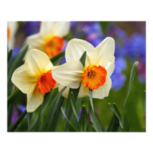 Foto Luminosos Daffodils