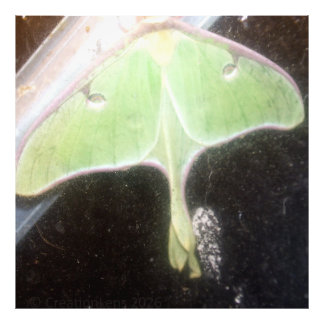 Foto Luna Moth Close-Up