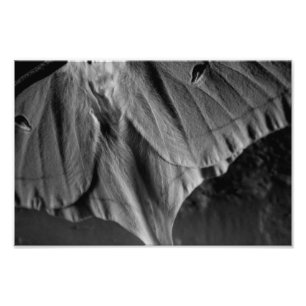 Foto Luna Moth en blanco y negro