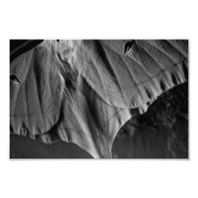 Foto Luna Moth en blanco y negro (Frente)