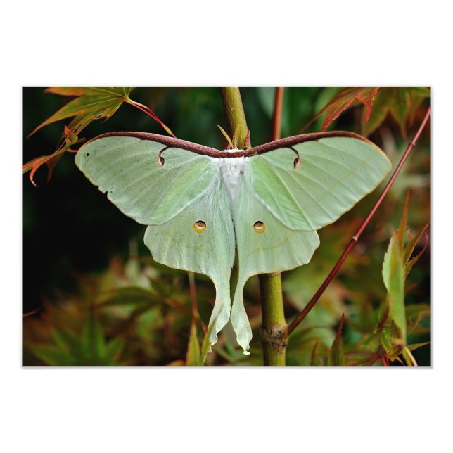 Foto Luna Moth Impresión grande 19x16 (Frente)
