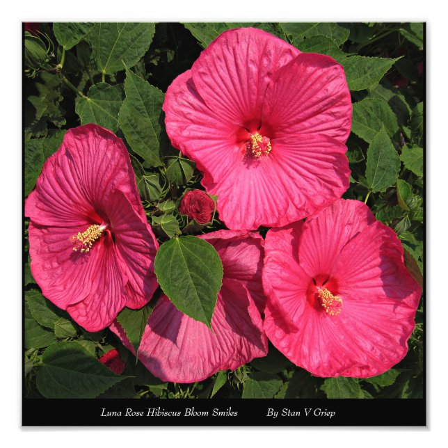 Foto Luna Rosa Hibiscus Wall Art Print (Frente)