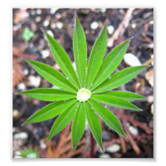 Foto Lupin Leaf