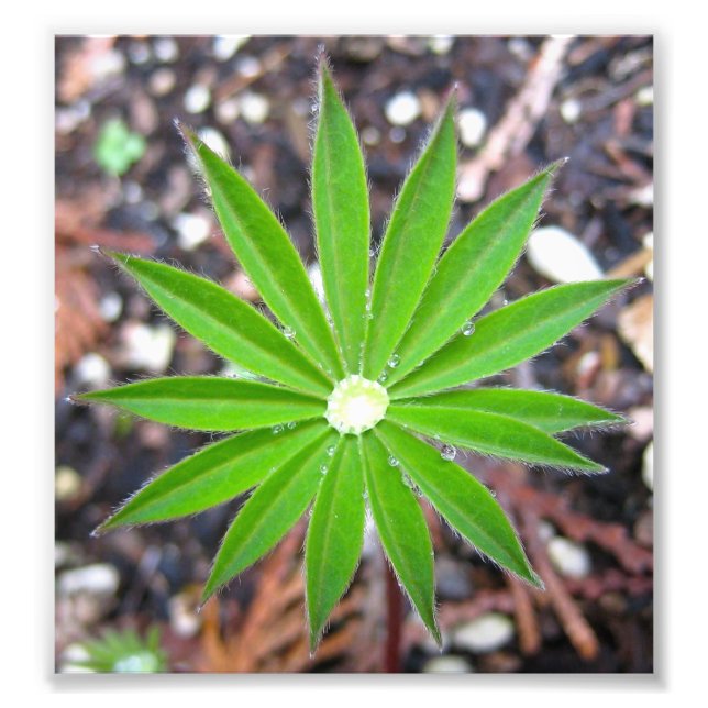 Foto Lupin Leaf (Frente)