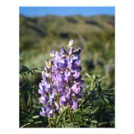 Foto Lupine de Montaña Casper - Casper WY
