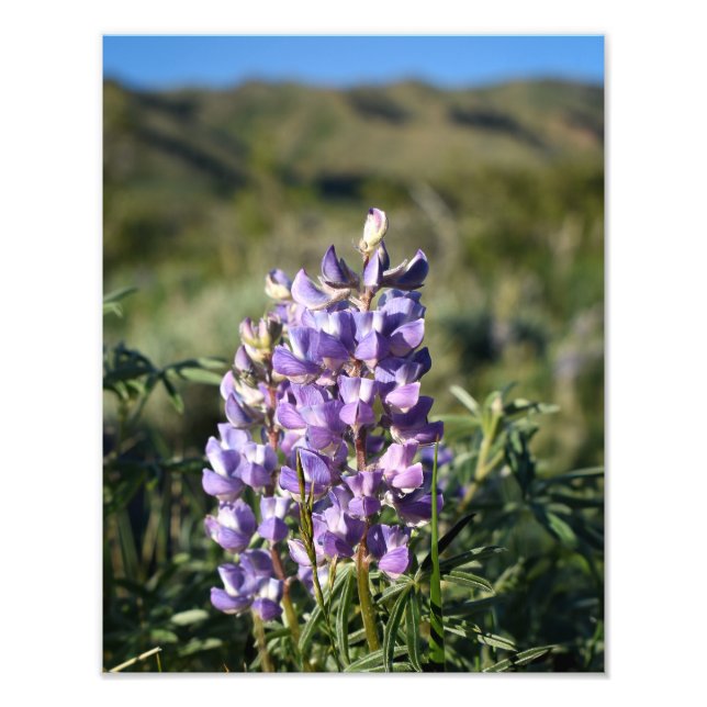 Foto Lupine de Montaña Casper - Casper WY (Frente)