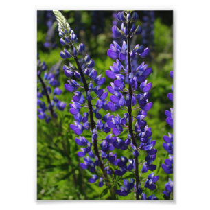 Foto Lupines azules