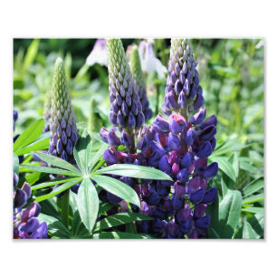 Foto Lupines púrpura silvestres 10x8 Flor