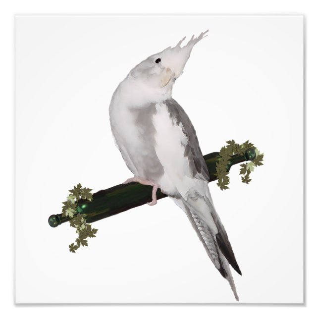 Foto Lutino Cockatiel Bird Ivy Perch Animal (Frente)