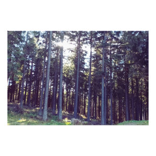 Foto Luz entre los pinos - Naturaleza salvaje Rumania