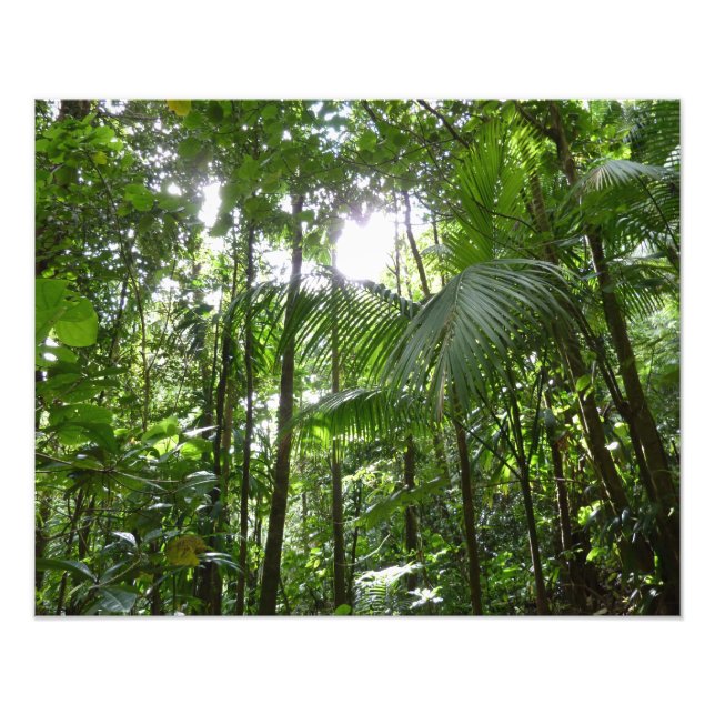 Foto Luz solar a través de la selva tropical con cubier (Frente)