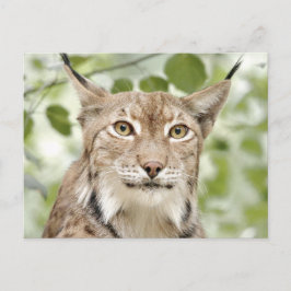 Foto lynx , animales . postal