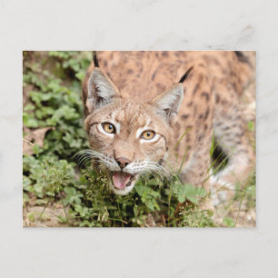Foto lynx , animales . postal