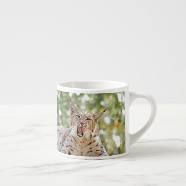 Foto lynx , gato , animales . taza de espresso (Derecha)