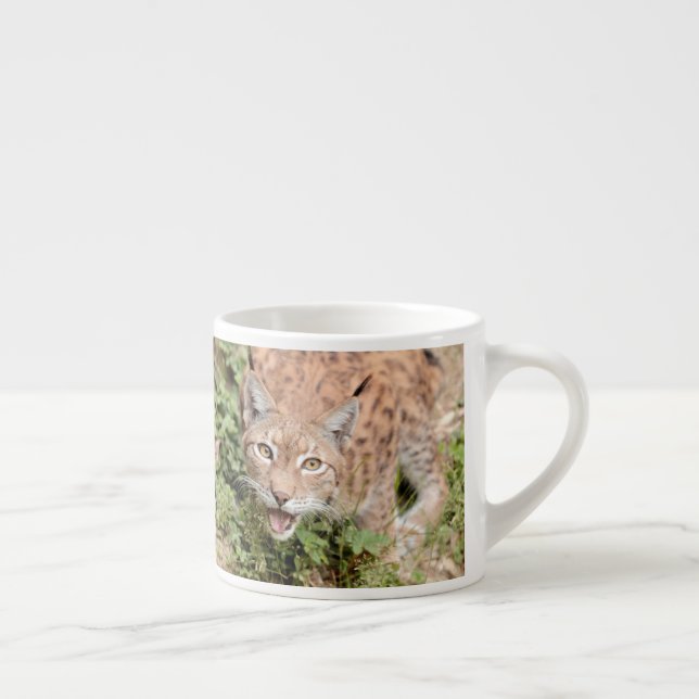 Foto lynx , gato , animales . taza de espresso (Derecha)