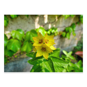 Foto Lysimachia punctata