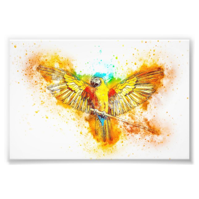 Foto Macaw (Frente)
