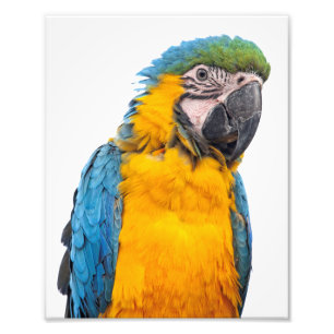 Foto Macaw del azul y del oro
