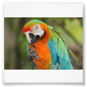 Foto Macaw majestuoso