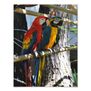 Foto Macaws en Key West