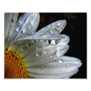 Foto Macro Daisy Flower