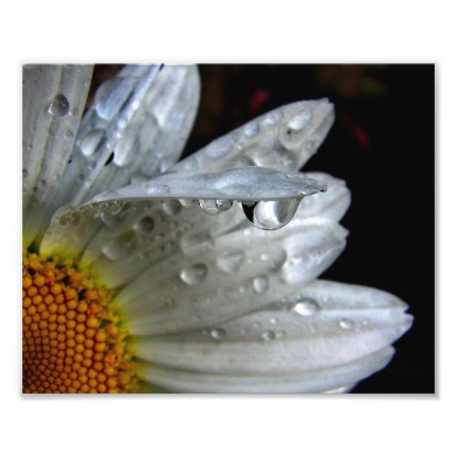 Foto Macro Daisy Flower (Frente)
