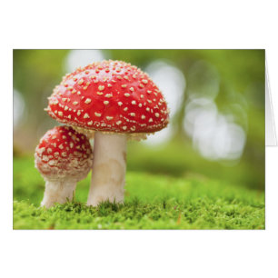 Foto Macro De Amanita Muscaria En Bosque