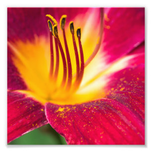 Foto Macro de cierre de Red Lily
