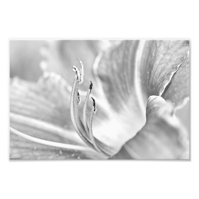 Foto Macro de flor B&W (Frente)