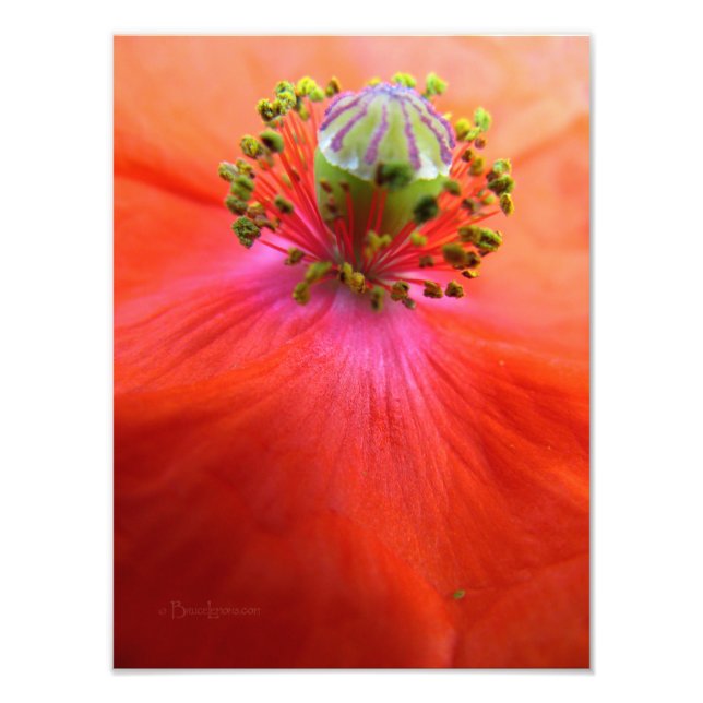 Foto Macro de flor de amapola roja (Frente)