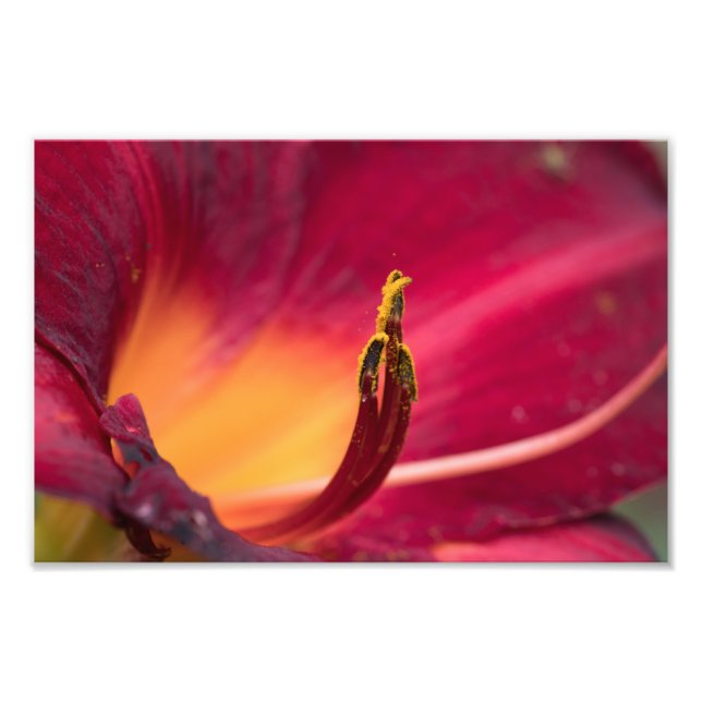 Foto Macro de flor roja (Frente)
