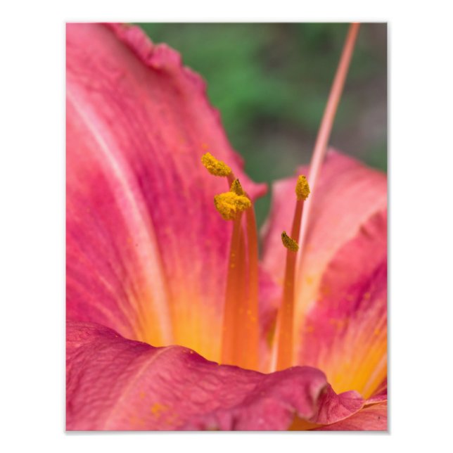Foto Macro De Lirio Rosa (Frente)