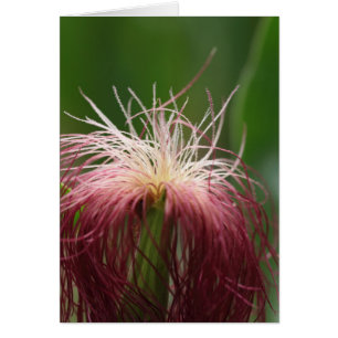 Foto macro de una flor de maíz femenina.