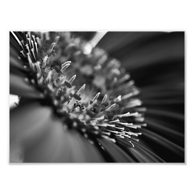 Foto Macro floral asombrosa en blanco y negro (Frente)