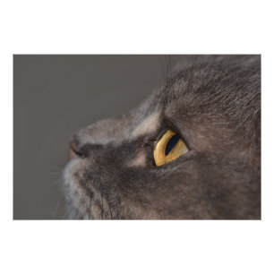 Foto Macro-ojo de gato por Shirley Taylor