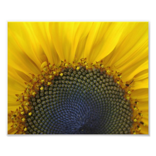 Foto Macro Sunflower (Frente)